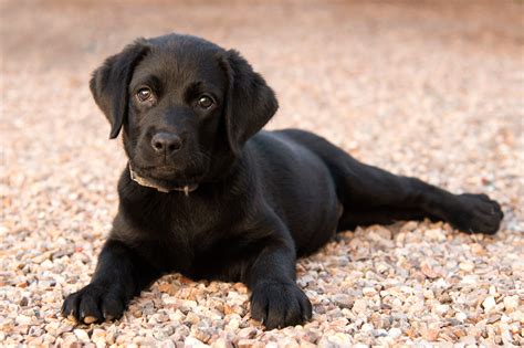 Buy Healthy Labrador Retriever puppies for sale in Mumbai at the best price. Mr n Mrs Pet is an Online Pet shop for Labrador Retriever Dogs in Mumbai. If you are looking for an online pet store to buy Labrador Retriever Puppies in Mumbai at an affordable price, then we are here to help you. We connect India's best breeders and provide healthy ... 